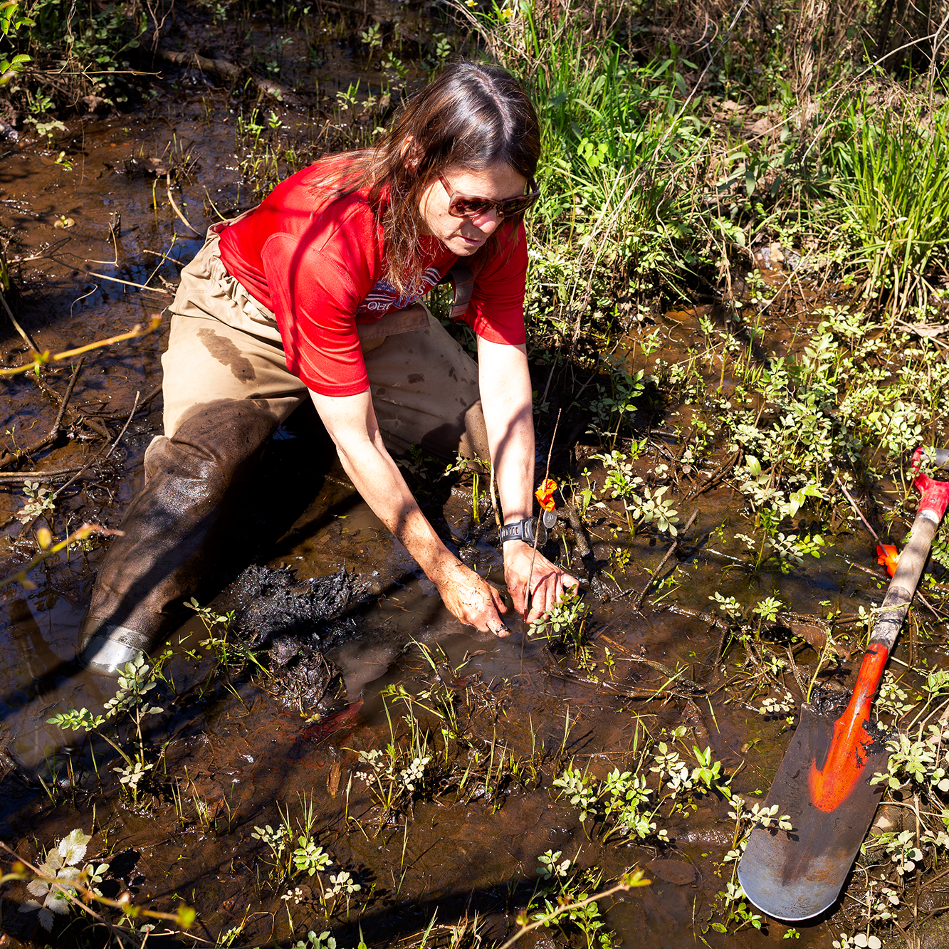 Ecologist planting maple seedling
